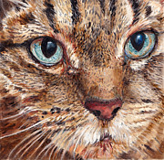 Enzie Shahmiri - Domestic Tabby Cat