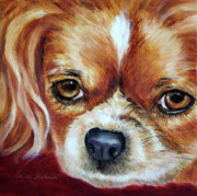 Enzie Shahmiri - Cavalier King Charles Spaniel