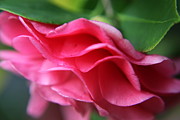 Enzie Shahmiri - Dancing Petals of the Camellia