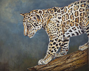 Enzie Shahmiri - Jaguar Cub