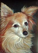 Enzie Shahmiri - Paco the Papillion