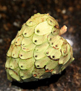 Enzie Shahmiri - The Cherimoya